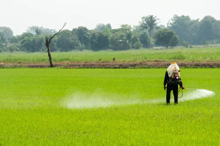 cattle safety from toxic plants 