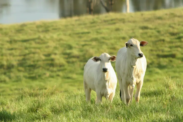 cattle safety from toxic plants 