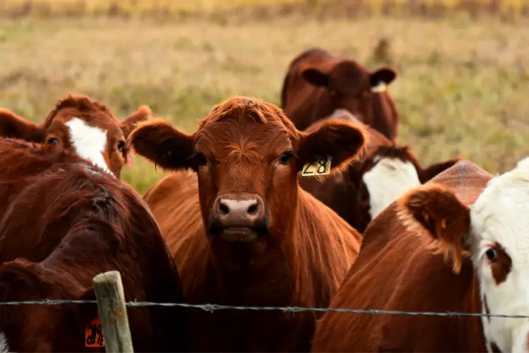 cattle safety from toxic plants