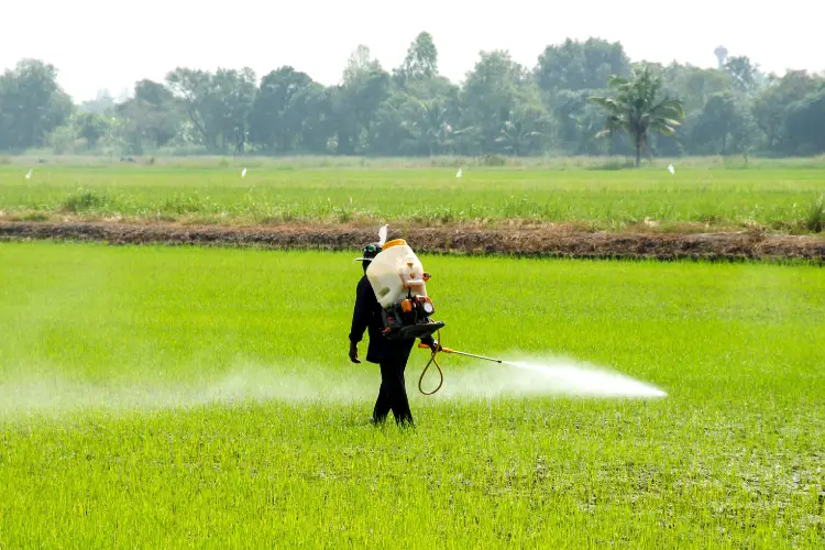 cattle safety from toxic plants 