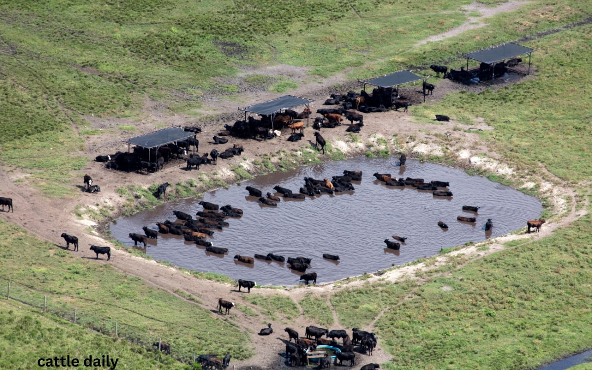 Cattle ranching in florida