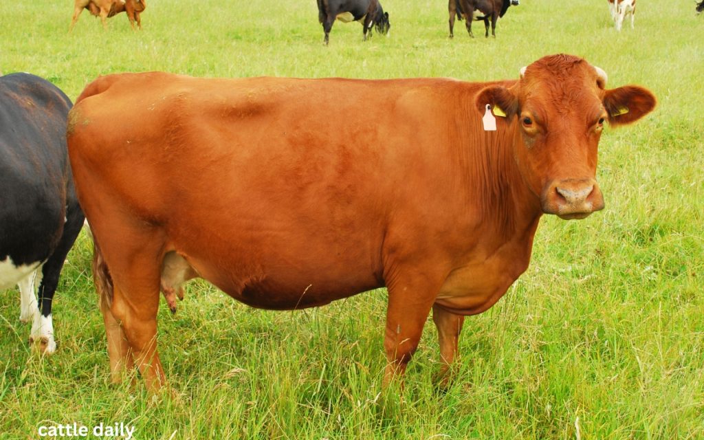 Complete Guide to Popular Cattle Breeds: Characteristics and Use ...