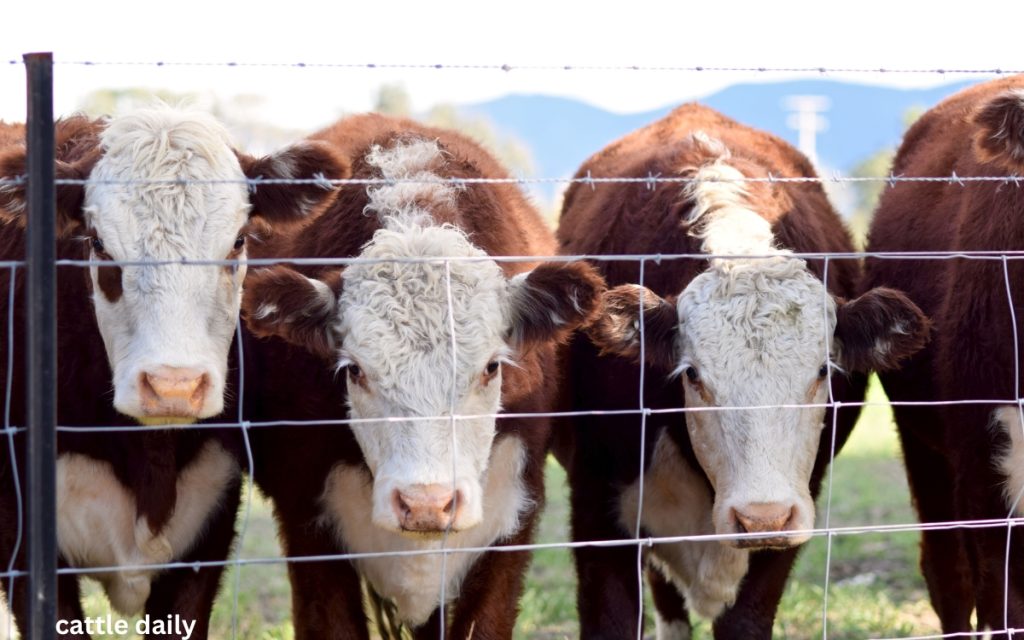 Complete Guide to Popular Cattle Breeds: Characteristics and Use ...