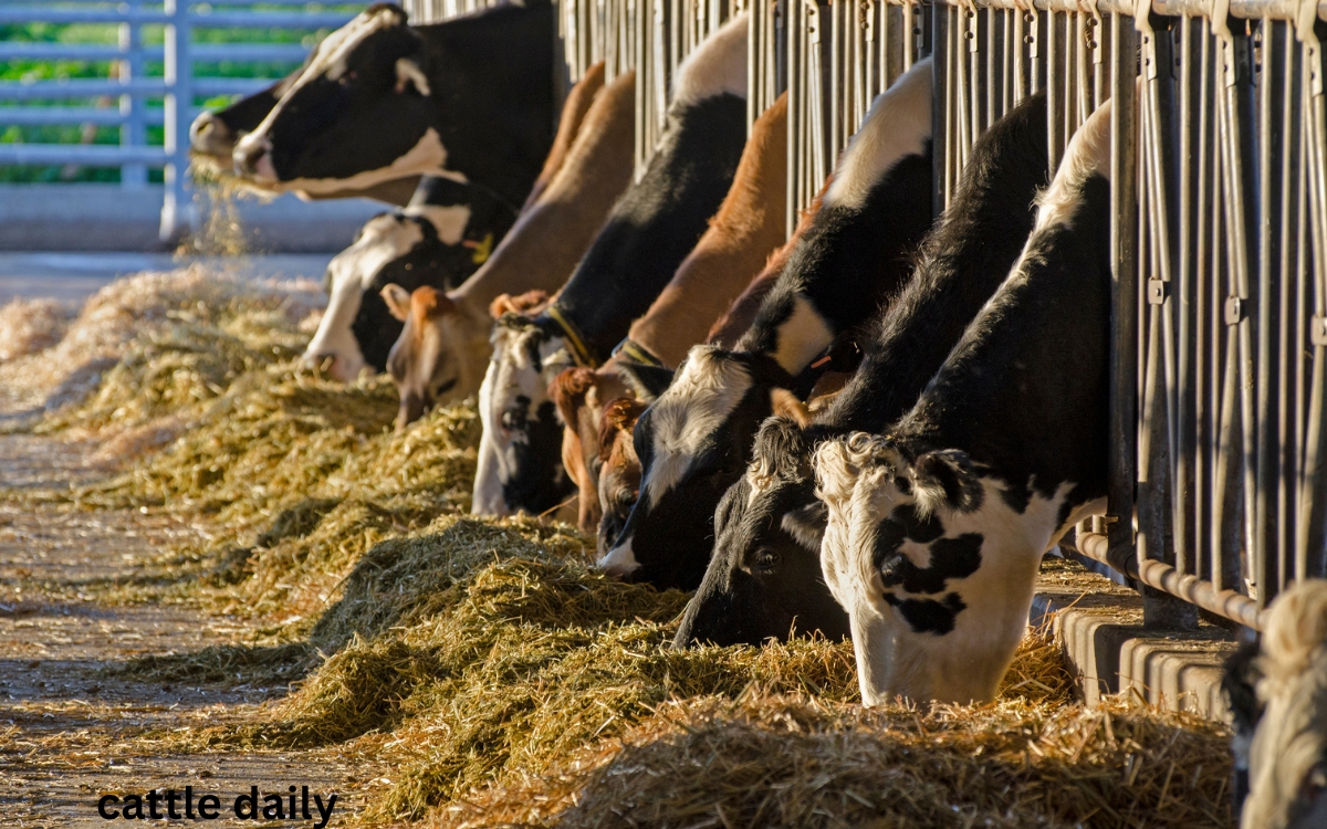 Cattle Feeding frquency