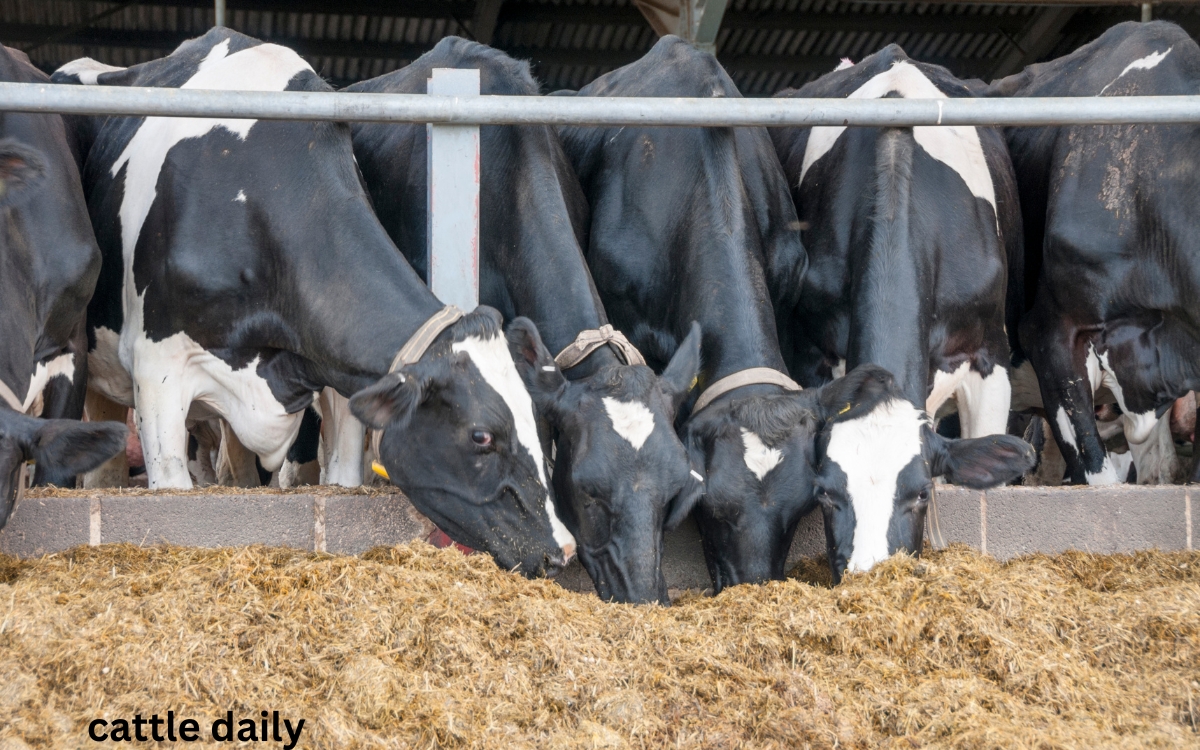 How Many Cattle Per Acre?