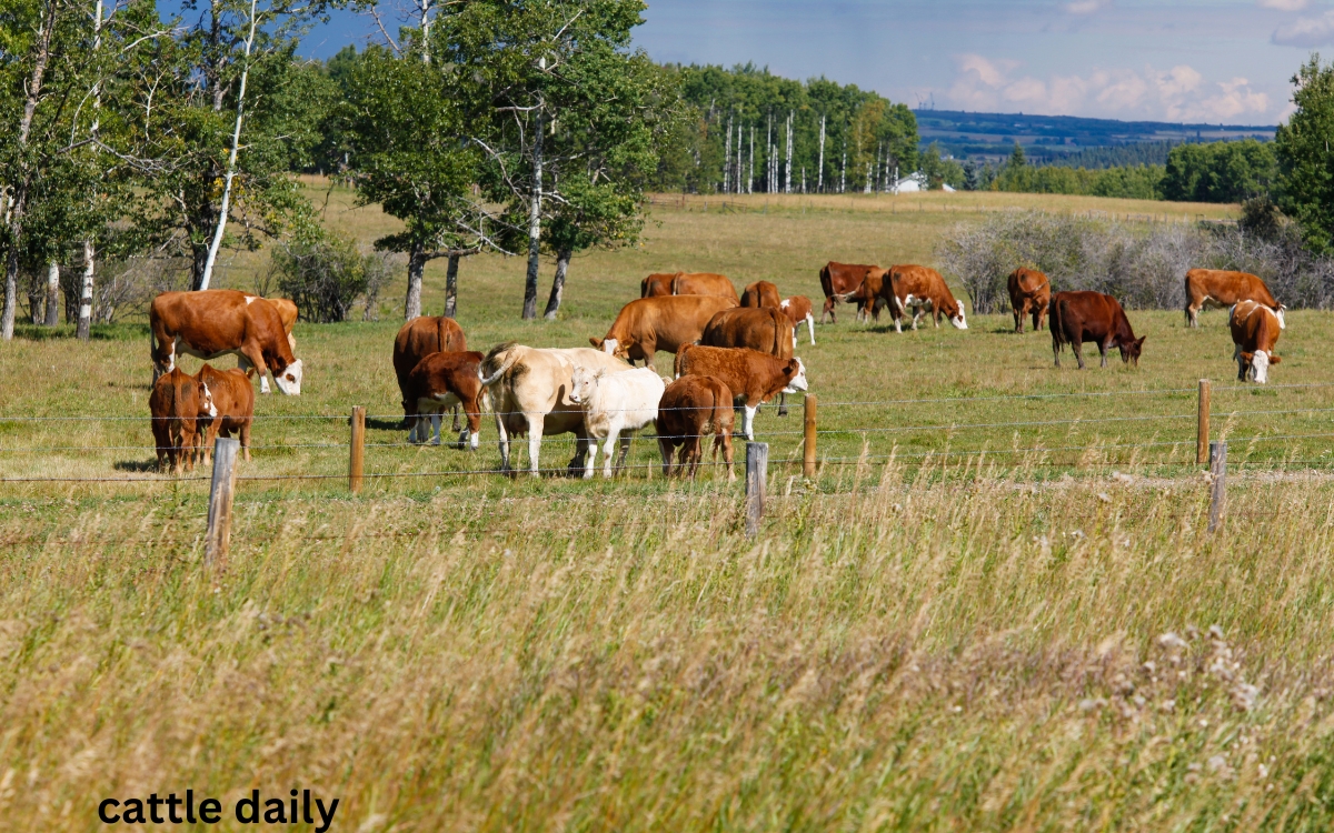 cattle ranching quotes