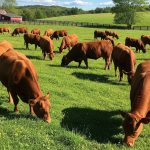 Brown cattle breeds in farm eating green grass