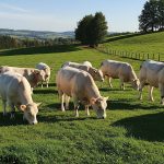 Cattle breeds Charolais in farm eating green grass