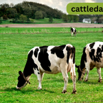 Dairy Cow Nutrition Requirements