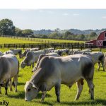 Grey cattle breed in farm eating green grass