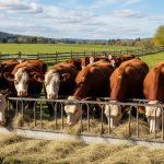 Hereford cattle breed in farm eating food