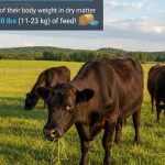 How Much Do Cattle Eat Per Day?