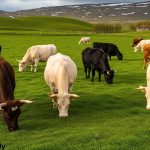 Icelandic cattle breeds in farm eating green grass