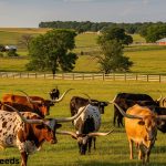 Longhorn cattle breeds