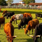 Mexican cattle breeds