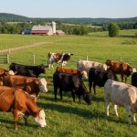 10 Most Popular Cattle Breeds