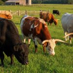 What Are the Best Cattle Breeds for Beginners?