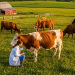 What Diseases Do Cows Carry?