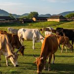 asian cattle breeds