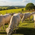 bos indicus cattle breeds