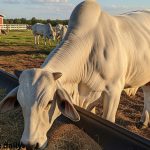 brahman cattle breed in farm eating food
