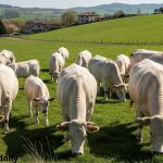 chianina cattle breeds in farm eating green grass