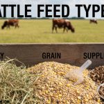Cattle Feed Types Hay, Grain, and Supplements