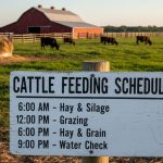Cattle Feeding Schedule: From Birth to Market