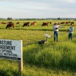 Pasture Management for Optimal Cattle Nutrition
