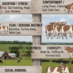 Cattle Behavior Signs Every Farmer Should Know