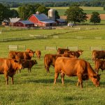 How Many Times Can a Cow Breed in Her Lifetime?