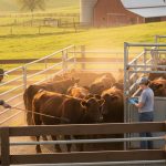  Safe Cattle Handling: Complete Guide