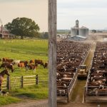 Small Scale vs Large Scale Cattle Operations
