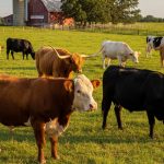 Best Cattle Breeds for Different Climates