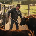 Cattle Handling Accidents: Prevention Tips