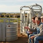 Cattle Handling Safety Equipment
