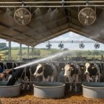 Heat Stress in Cattle: Prevention and Treatment