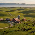 How to Raise Cattle for Maximum Profit