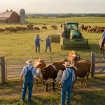 Sustainable Cattle Farming Practices