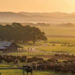What Is Wagyu Cattle Worth?