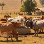 Which Cattle Breeds Handle Heat Best?