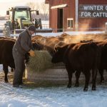 Winter Care for Cattle: Complete Guide