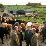 British vs Continental Cattle Breeds