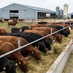 Cow Behavior During Calving: What's Normal and When to Intervene ...