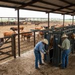 Cattle Hoof Care, farm in cattle, farmers in big farm