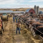 How Much Hay Do Cattle Need for Winter?