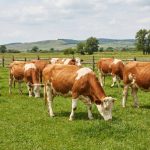 Simmental Cattle