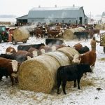  What Temperature Is Too Cold for Cattle?
