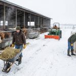 Winter Cattle Care: Complete Management Guide