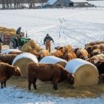 Winter Feeding Strategies for Cattle
